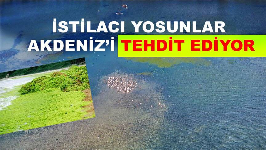 İSTİLACI YOSUNLAR AKDENİZ’İ TEHDİT EDİYOR