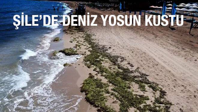 şile,-yosun