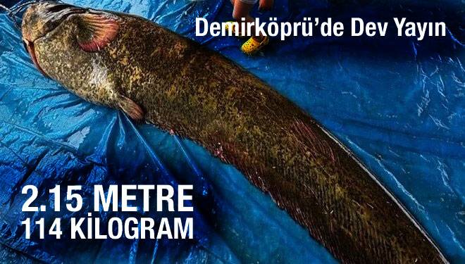 yayın-balığı.2jpg