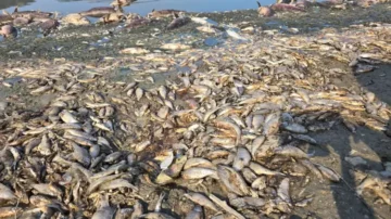 KURAKLIK NEDENİYLE ÇINARLI GÖLETİ’NDE BALIK ÖLÜMLERİ ARTTI