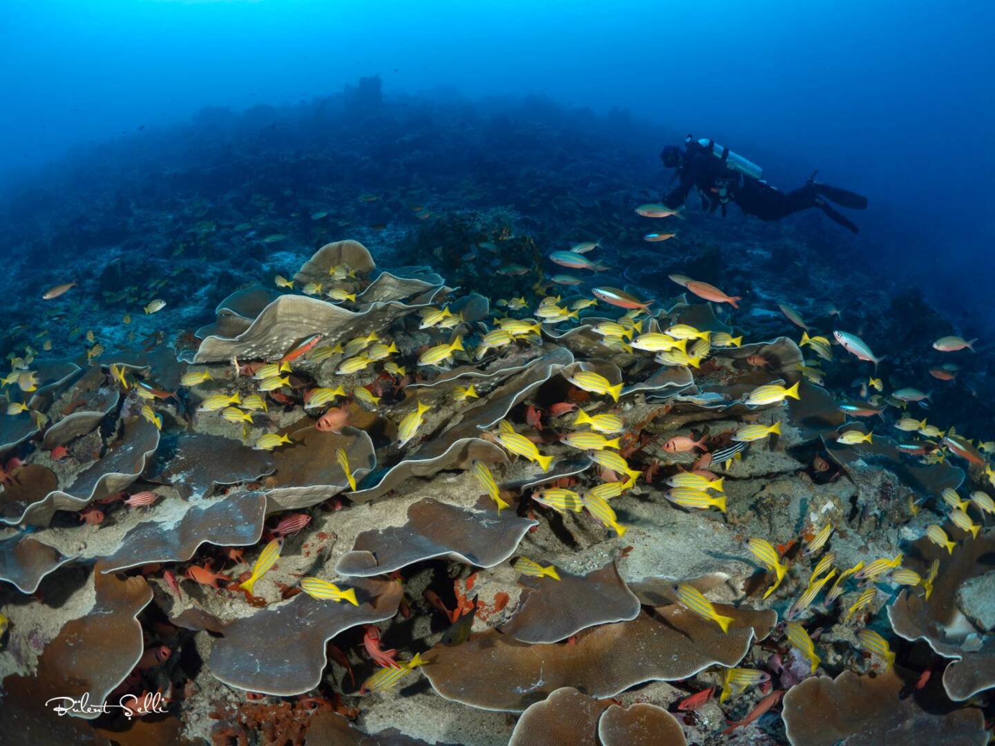 sualtı foto endonezya (1)