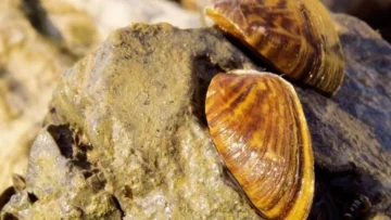 TARIM VE ORMAN BAKANLIĞI AÇIKLADI: AKDENİZ’İN İSTİLACILARI