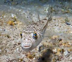 AKDENİZ’İN ZEHİRLİ İSTİLACILARINI YOK ETMELİ MİYİZ?