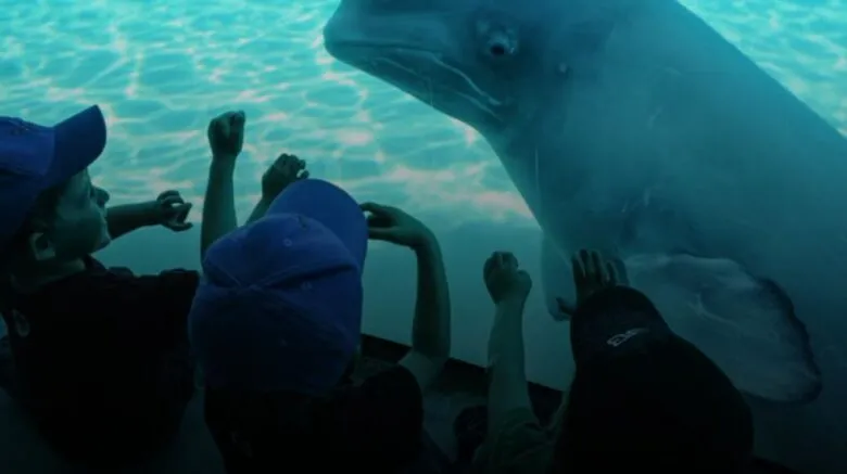 Marineland şantajı: 30 belugayı öldürebiliriz