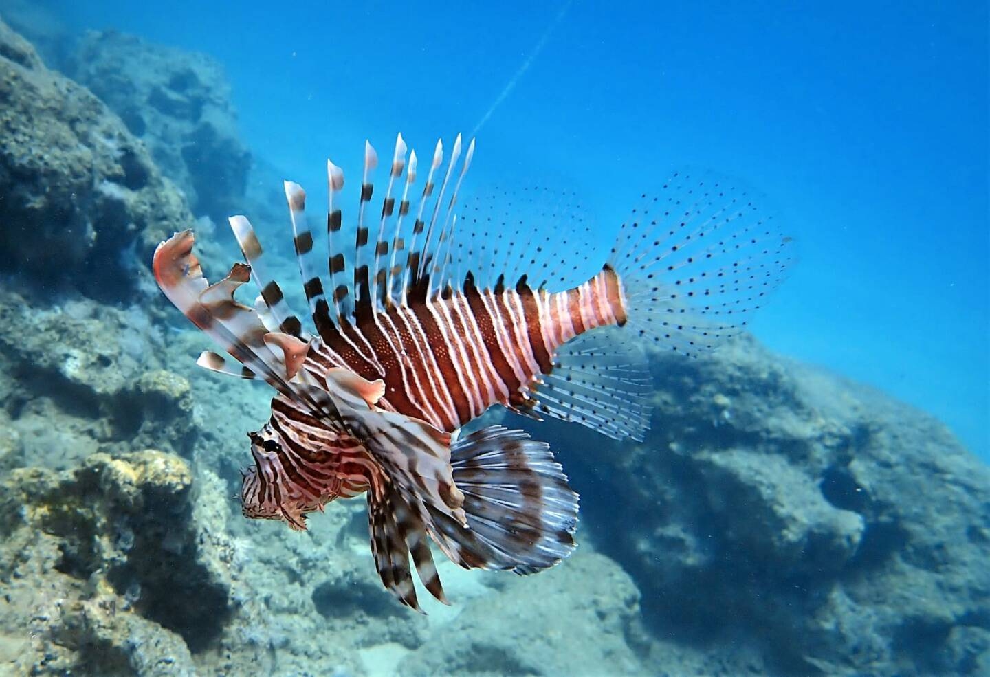 OKYANUSLAR ISINDIKÇA BALIKLAR AZALIYOR