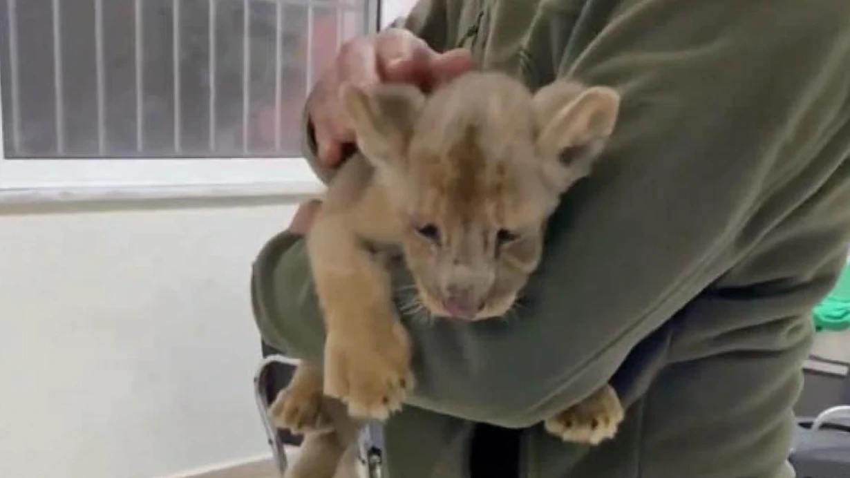 istanbulda-yavru-afrika-aslani-ele-gecirildi-cgkx