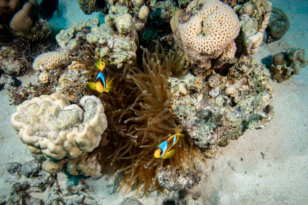 ‘KAYIP BALIK NEMO’ KIZILDENİZ’DE