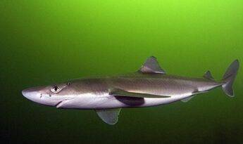 ÜNLÜ KÖPEKBALIĞI UZMANINDAN KORKUTAN UYARI… DERİN MARMARA GİDEREK ÖLÜ BÖLGEYE DÖNÜŞÜYOR