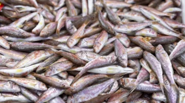 YABANCI BALIKLAR DENİZLERİ ELE GEÇİRİYOR