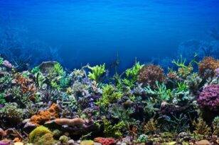 BM BİYOÇEŞİTLİLİK ANLAŞMASI YÜRÜRLÜĞE GİRDİ: TÜRKİYE DE ANLAŞMAYI ONAYLADI