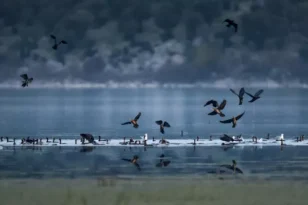 ULUABAT GÖLÜ KÜÇÜK KARABATAKLARIN ÖNEMLİ YAŞAM ALANLARI ARASINDA