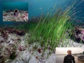 AKDENİZ’DE ÇOK AZ KALDI TUZLA’DAN UMUT VERDİ