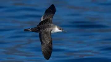 TÜRKİYE’DE İLK KEZ GÖRÜNTÜLENDİ… GÜNEY OKYANUSU’NDAN HATAY’A KADAR GELDİ