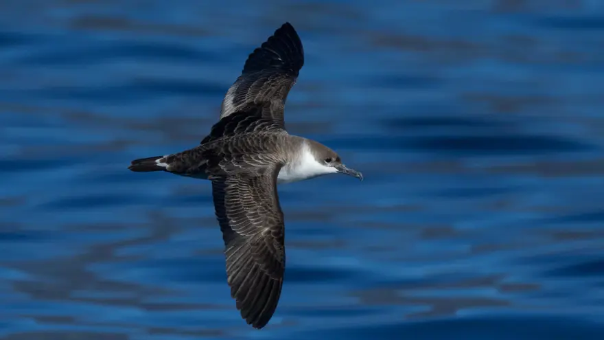 büyük yelkovan kuşu