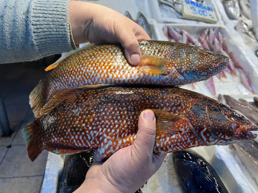 HİNT OKYANUSU’NDAN MERSİN’E KADAR GELDİ. KİLOSU 700 TL’YE SATILIYOR  