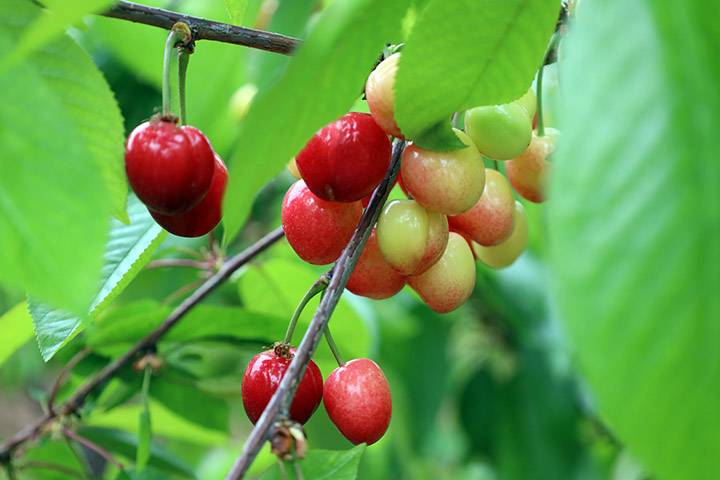 BU YAZ KİRAZ YİYEBİLECEK MİYİZ? TARIM ÜLKESİNDE ÇOK BİLİNMEYENLİ SORU