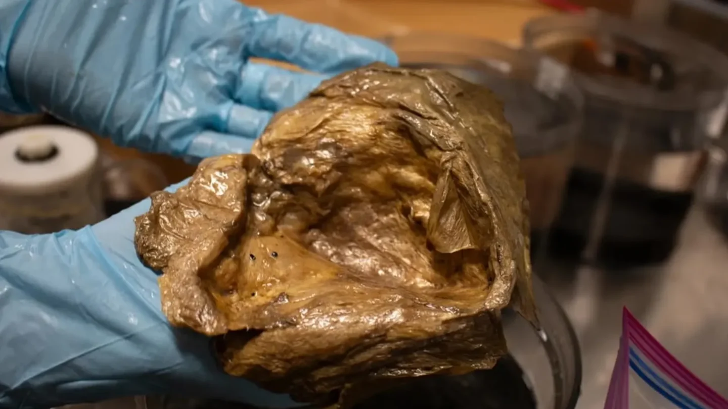 DENİZ DİBİNDE BULUNAN ‘GİZEMLİ KÜRENİN’ SIRRI ÇÖZÜLDÜ: BİR ANEMON KALINTISI