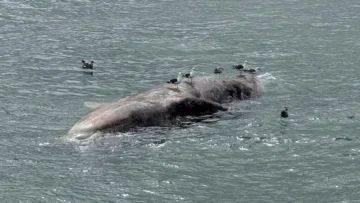 SAN FRANCİSCO KÖRFEZİ’NDE ÖLÜ BALİNALAR ALARM VERİYOR