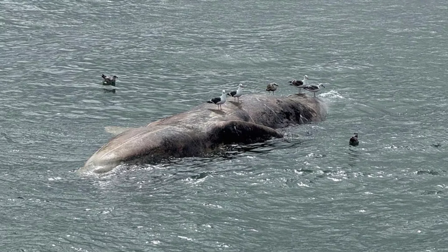 SAN FRANCİSCO KÖRFEZİ’NDE ÖLÜ BALİNALAR ALARM VERİYOR
