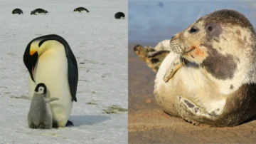 ANTARKTİKA’NIN İKİ İKONİK TÜRÜ İÇİN KIRMIZI ALARM