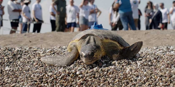 CARETTA CARETTA GÖÇ ROTALARINA UYDU TAKİBİ