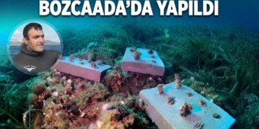 mercan 55