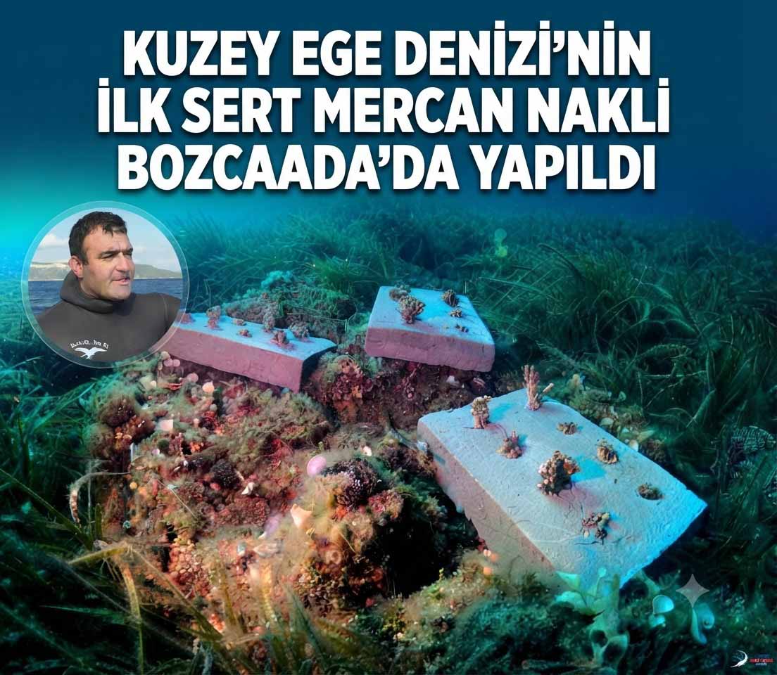 mercan 55