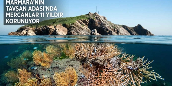 MARMARA’NIN TAVŞAN ADASI’NDA MERCANLAR 11 YILDIR KORUNUYOR