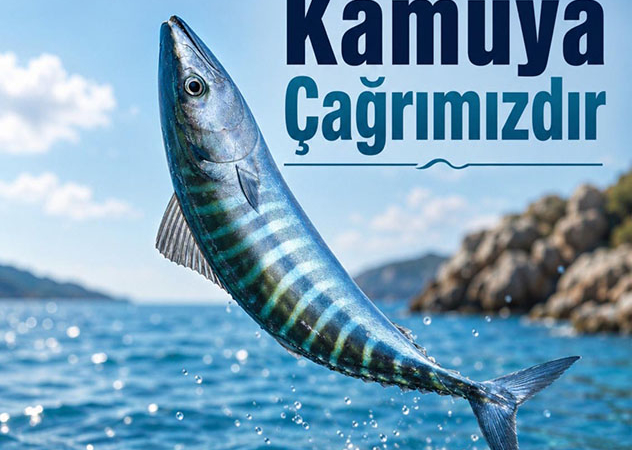 palamut 91