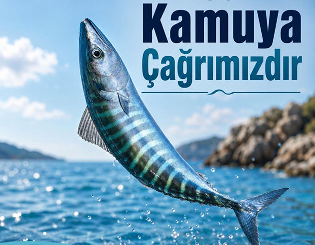 palamut 91