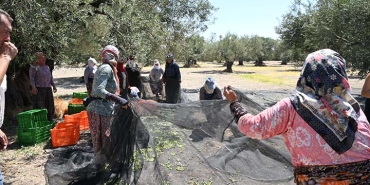 zeytin 1